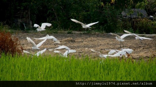 [新竹千甲] 金鋐建設「金鋐微美」(大樓)基地周遭環境 2013-11-25 033.jpg