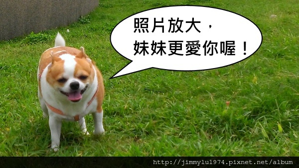[住週公告] 20140811起試辦大圖效果 2014-08-07.jpg