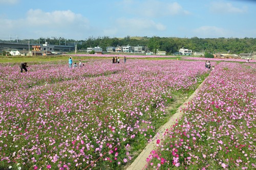 霄遙山莊-通霄花海3.jpg