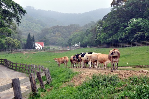 霄遙山莊-飛牛牧場.jpg