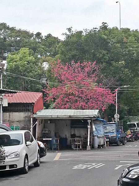 03出門前拍個櫻花 03出門前拍個櫻花