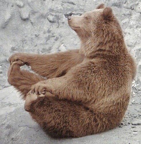 yoga bear