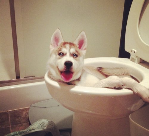 husky cooling off