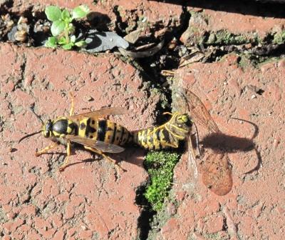 IMG_3737.jpg IMG_3737.jpg