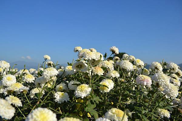 2013銅鑼杭菊 031.jpg