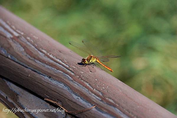 DPP_0020 DPP_0020