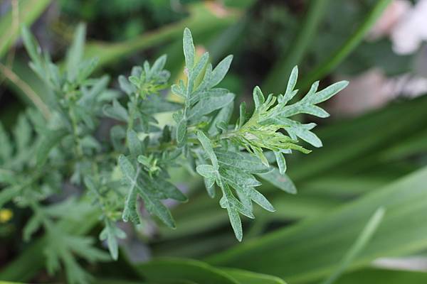 艾草.jpg 艾草.jpg