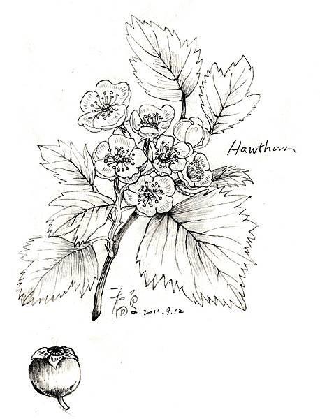 山楂0001.jpg 山楂0001.jpg