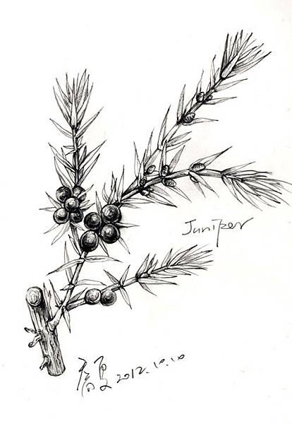 杜松果0001.jpg 杜松果0001.jpg