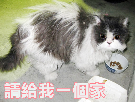 cattt--1.jpg cattt--1.jpg
