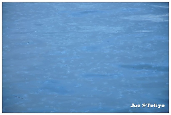 DSC_5238.JPG DSC_5238.JPG