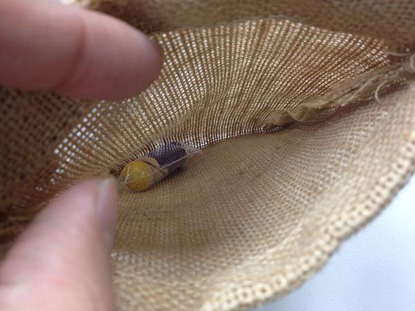 最後意外發現麻布袋裡有東西，打開瞧瞧。