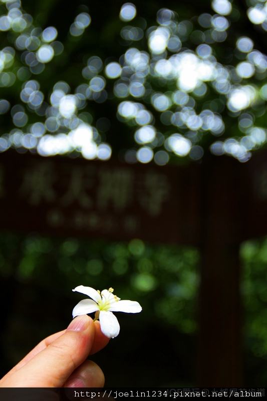土城桐花步道IMG_9588 土城桐花步道IMG_9588