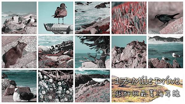 17-Mile Drive, California (3)