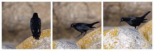 17-Mile Drive, California (4)