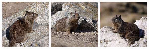 17-Mile Drive, California (5) 17-Mile Drive, California (5)