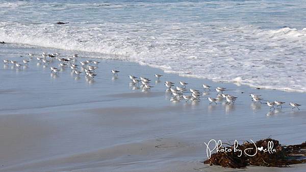 17-Mile Drive, California (8) 17-Mile Drive, California (8)
