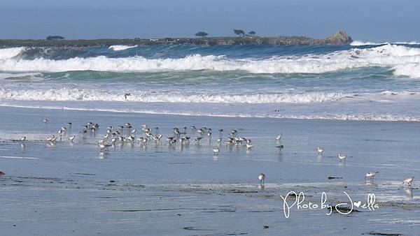 17-Mile Drive, California (9) 17-Mile Drive, California (9)