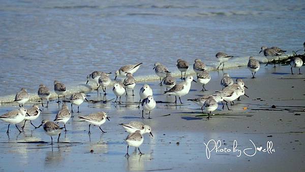 17-Mile Drive, California (12) 17-Mile Drive, California (12)