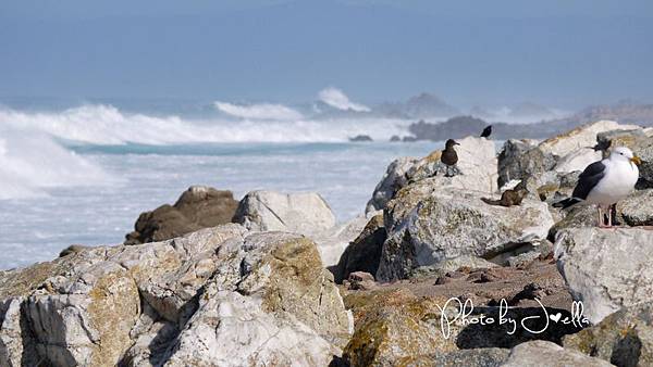 17-Mile Drive, California (23)