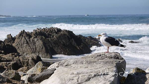 17-Mile Drive, California (29) 17-Mile Drive, California (29)