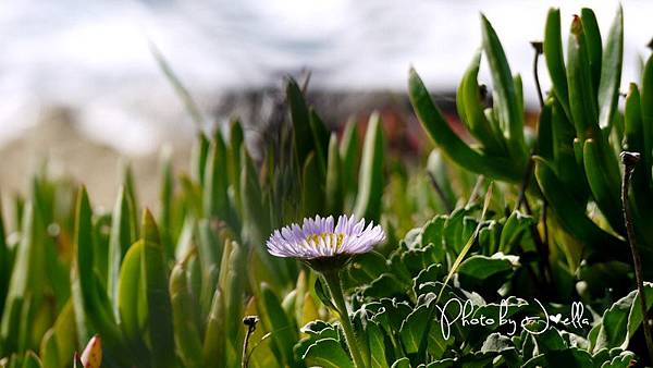 17-Mile Drive, California (31) 17-Mile Drive, California (31)