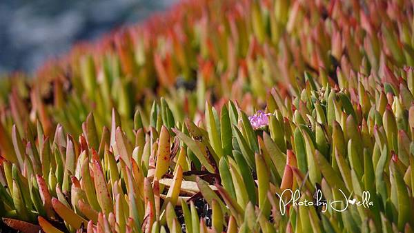 17-Mile Drive, California (34) 17-Mile Drive, California (34)