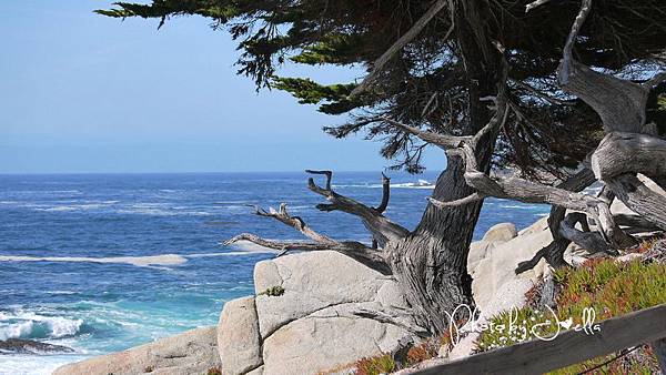 17-Mile Drive, California (37) 17-Mile Drive, California (37)