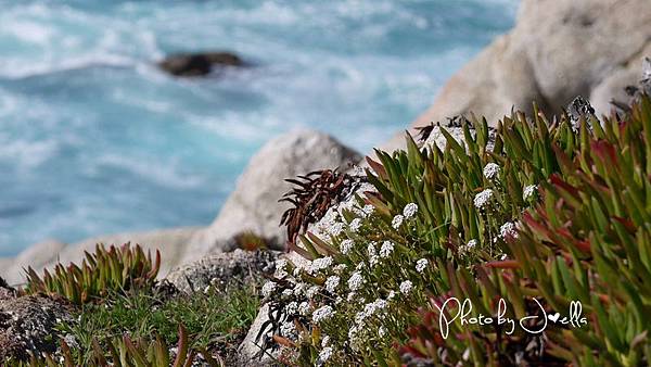 17-Mile Drive, California (39)