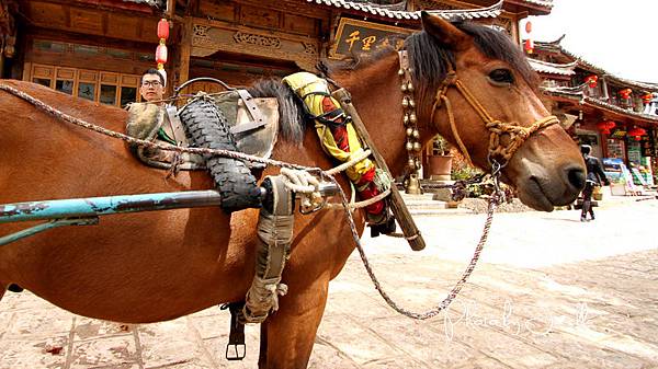 束河古鎮 (7).jpg