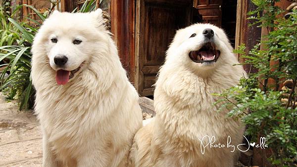 束河古鎮 (18).jpg