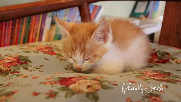 nEO_IMG_花間堂多多的麵包樹 (1)