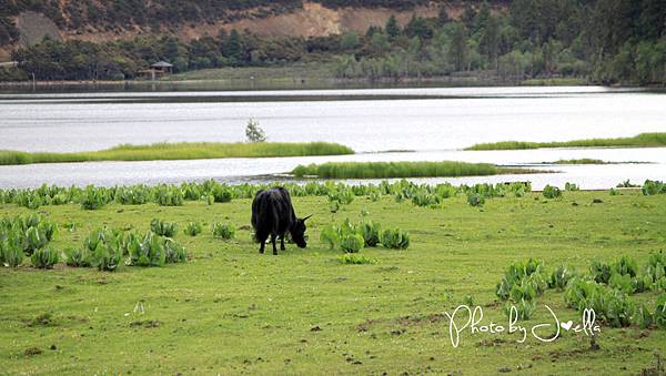 香格里拉2日遊_6普達措國家公園 (1)