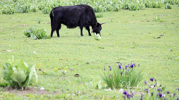 香格里拉2日遊_6普達措國家公園 (2)
