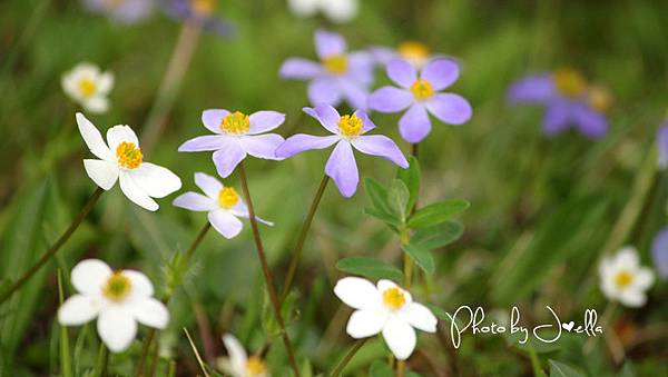 香格里拉2日遊_6普達措國家公園 (3)