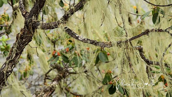 香格里拉2日遊_6普達措國家公園 (8)