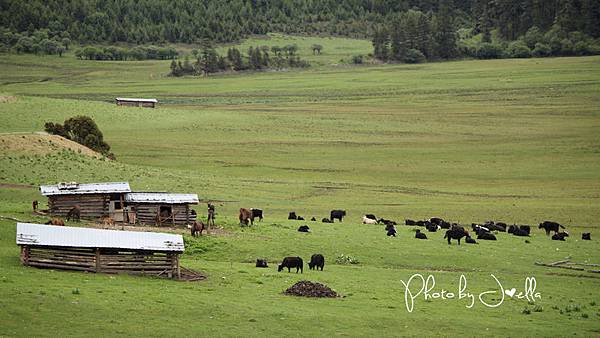 香格里拉2日遊_6普達措國家公園 (12)