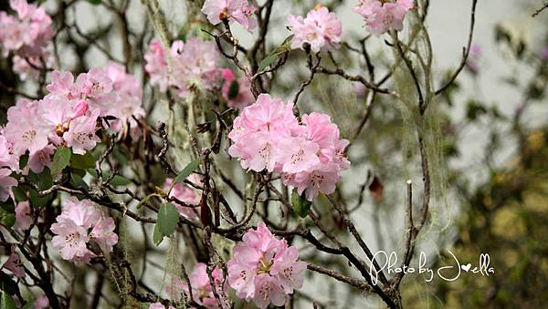 香格里拉2日遊_6普達措國家公園 (16)