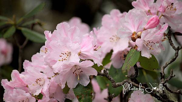 香格里拉2日遊_6普達措國家公園 (17)