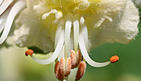 White Chestnut.jpg White Chestnut.jpg
