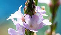 Vervain.jpg Vervain.jpg