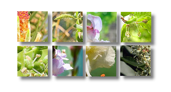 花.png 花.png