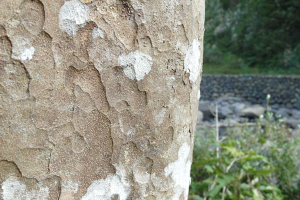 大光圈相機PK samsung ex2f 照片8 大光圈相機PK samsung ex2f 照片8