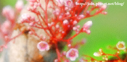 楊桃花.jpg 楊桃花.jpg