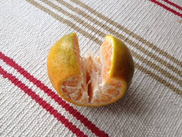 橘子切法 一條龍 一長條
