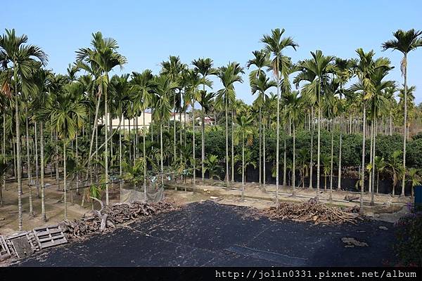 高雄杉林-月光杉林廚房