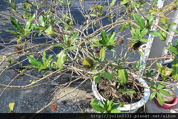 高雄杉林-月光杉林廚房