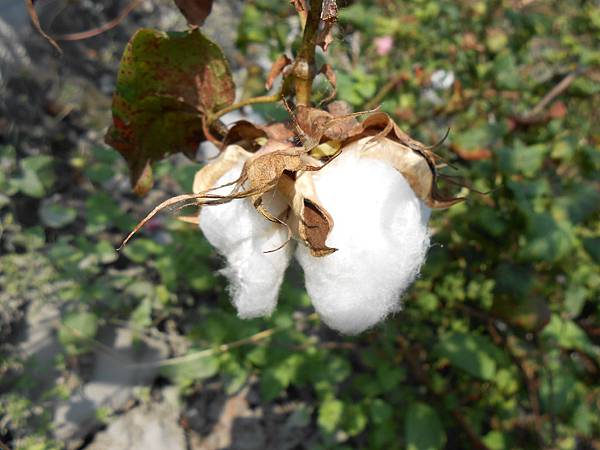 棉花田園 棉花田園
