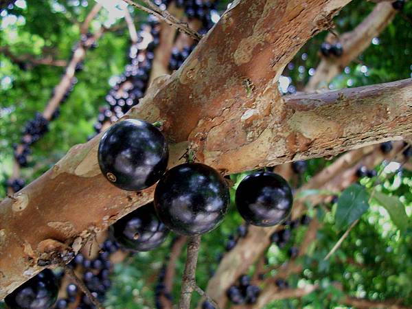 請輸入圖片標題 請輸入圖片標題