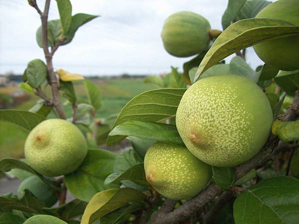薛荔的果樹 薛荔的果樹